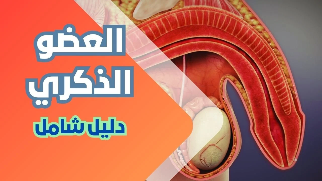 العضو الذكري ومكوناته: الفهم الشامل وأثره على الصحة الجنسية